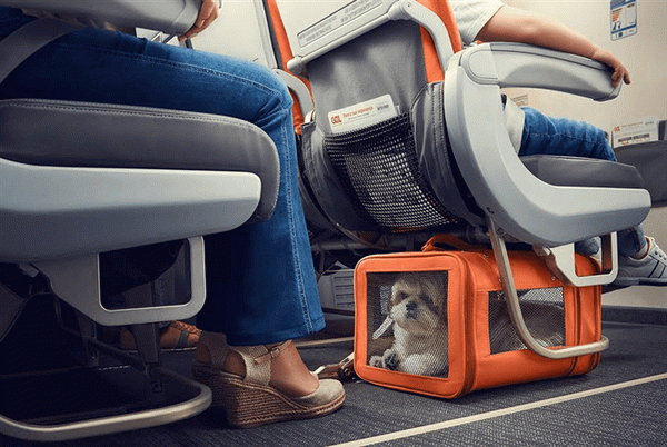 собака в самолете
